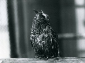 A Long-eared Owl at London Zoo, January 1922